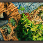 Timpanogos Cave Trail