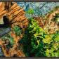 Timpanogos Cave Trail