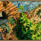 Timpanogos Cave Trail