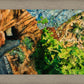 Timpanogos Cave Trail