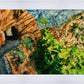 Timpanogos Cave Trail