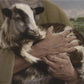 The Lost Sheep