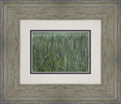 The Wheat And The Tares