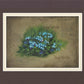 Forget Me Not
