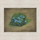 Forget Me Not