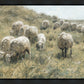 In Green Pastures