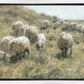 In Green Pastures