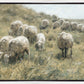 In Green Pastures