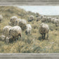 In Green Pastures