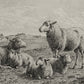 The Lamb of God