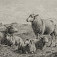 The Lamb of God