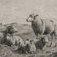 The Lamb of God