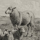 The Lamb of God