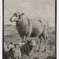 The Lamb of God