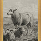 The Lamb of God