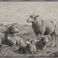 The Lamb of God