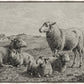 The Lamb of God