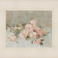 Pink Roses
