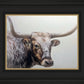 Longhorn