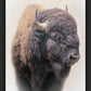 Bison