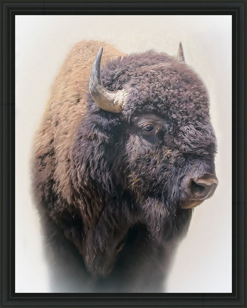 Bison