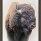 Bison