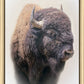 Bison