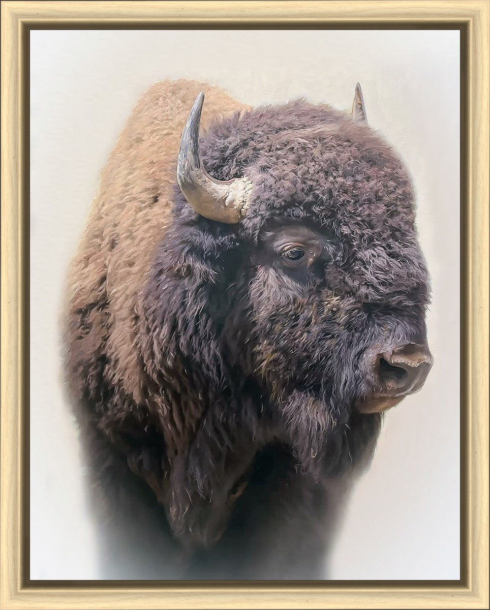 Bison