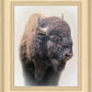 Bison