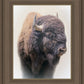 Bison