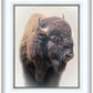 Bison