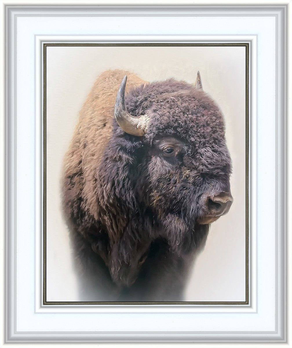 Bison