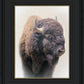 Bison