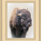 Bison