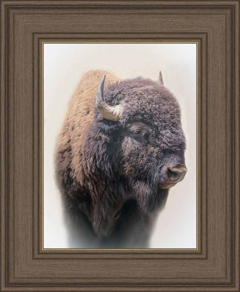 Bison