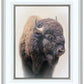 Bison