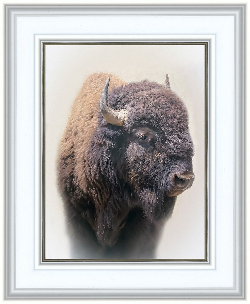Bison
