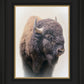 Bison