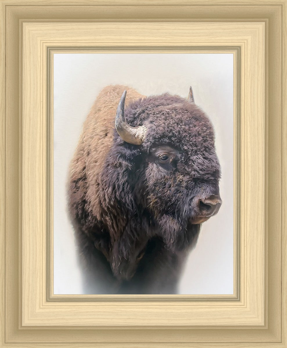 Bison