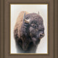 Bison