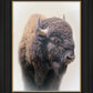 Bison