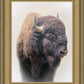 Bison