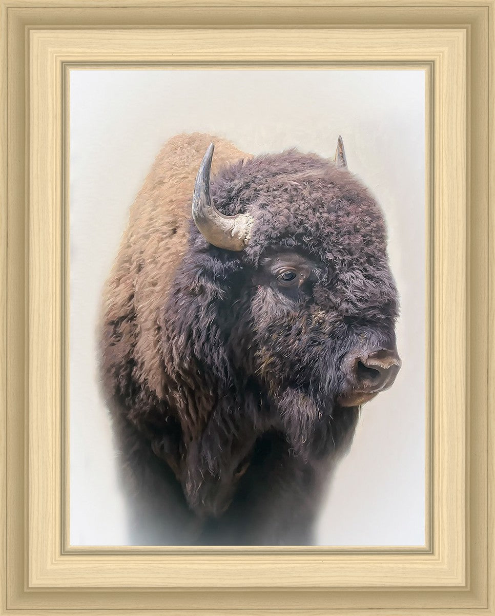 Bison