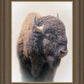 Bison