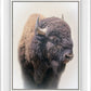 Bison