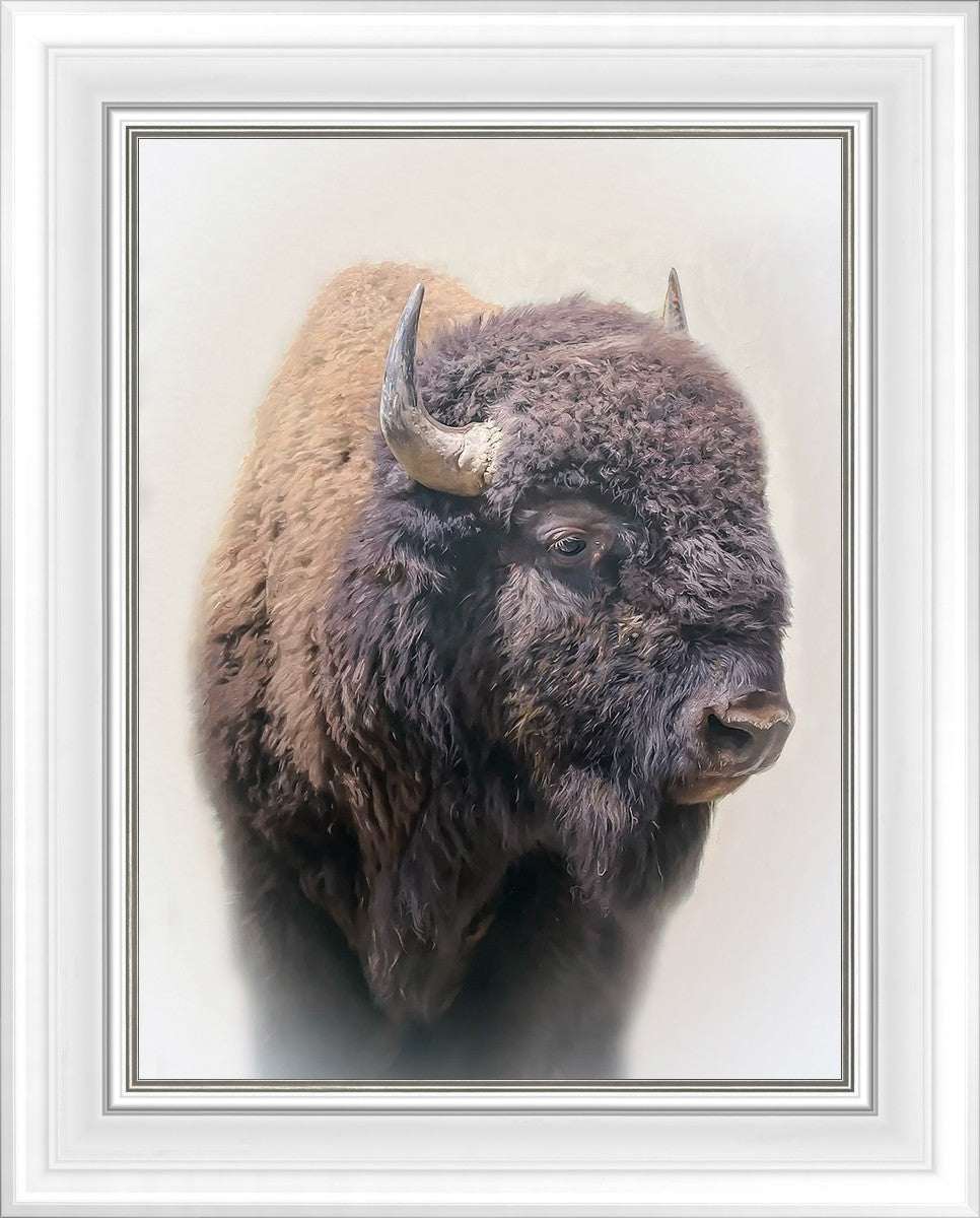 Bison