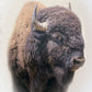 Bison