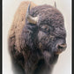 Bison