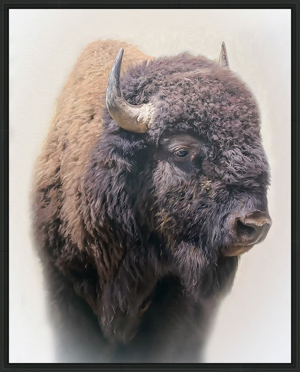 Bison
