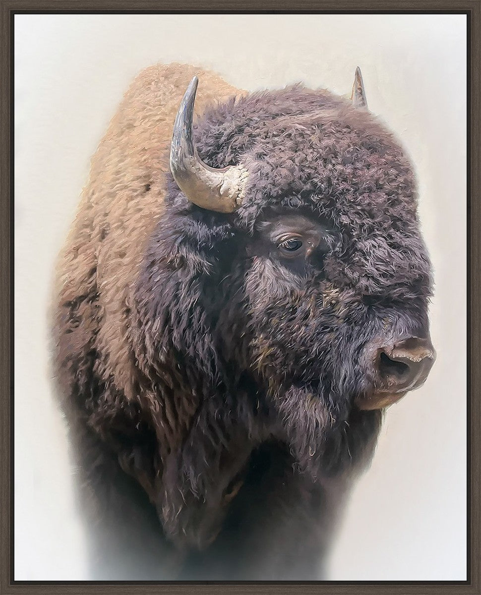 Bison
